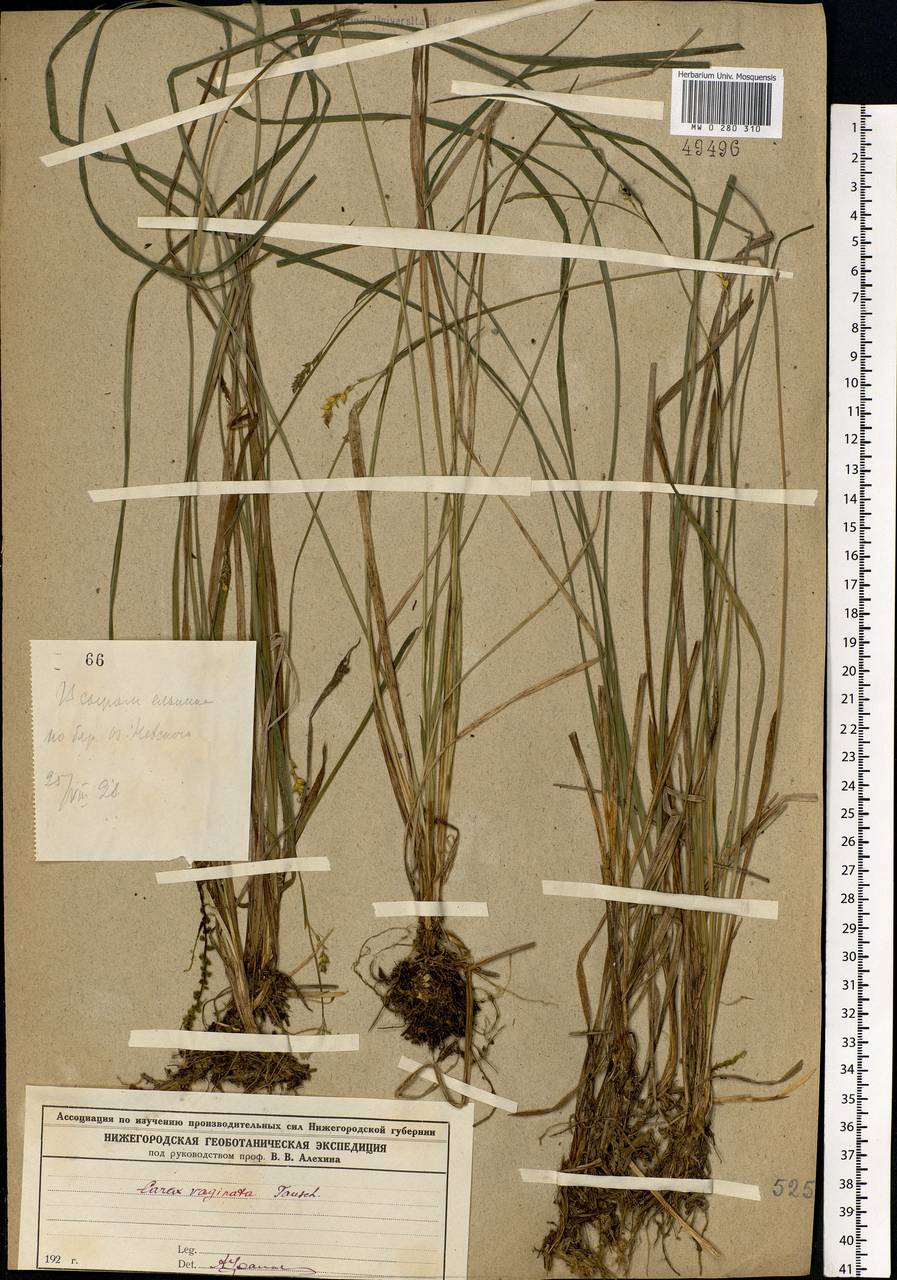 Carex vaginata Tausch, Eastern Europe, Volga-Kama region (E7) (Russia)