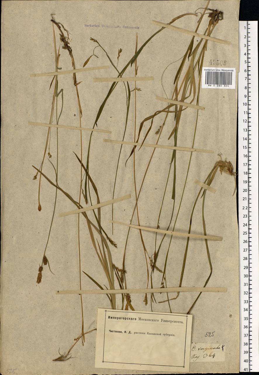Carex vaginata Tausch, Eastern Europe, Middle Volga region (E8) (Russia)