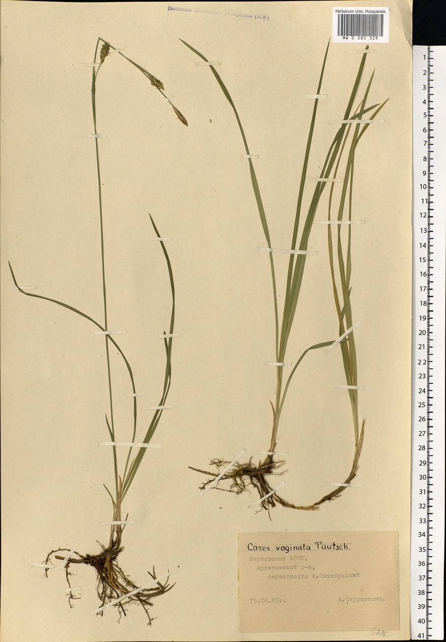 Carex vaginata Tausch, Eastern Europe, Middle Volga region (E8) (Russia)