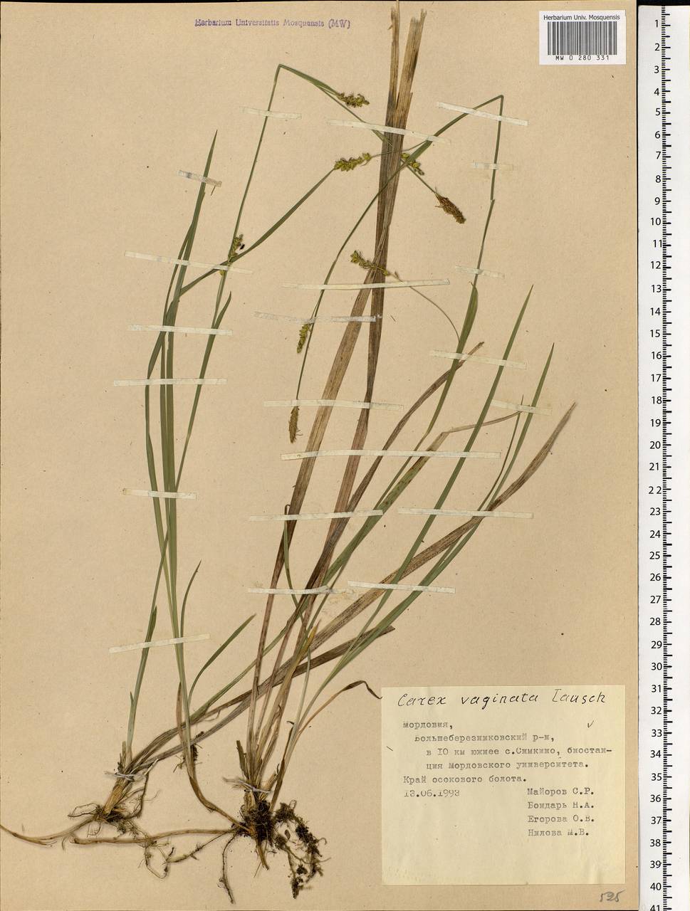 Carex vaginata Tausch, Eastern Europe, Middle Volga region (E8) (Russia)