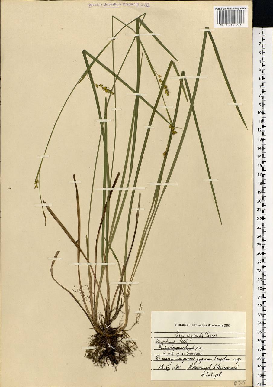 Carex vaginata Tausch, Eastern Europe, Middle Volga region (E8) (Russia)