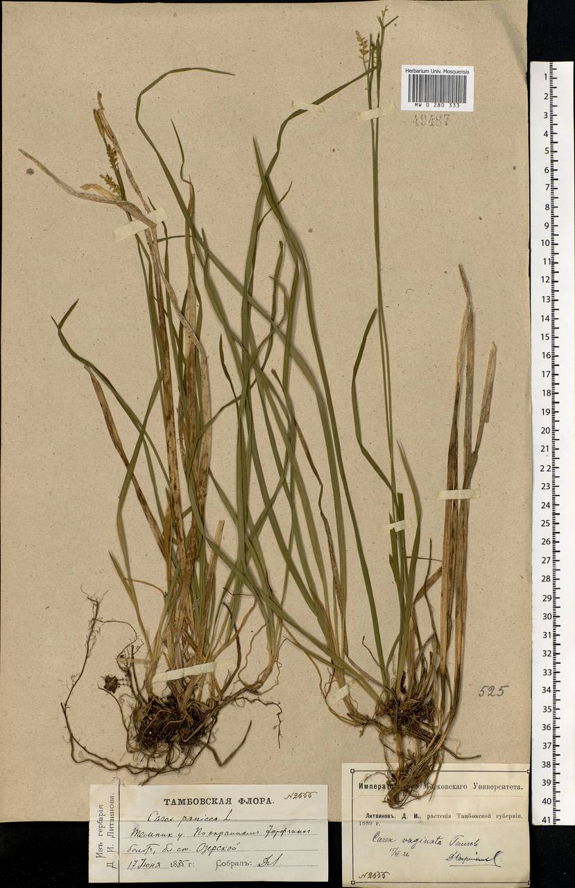 Carex vaginata Tausch, Eastern Europe, Volga-Kama region (E7) (Russia)