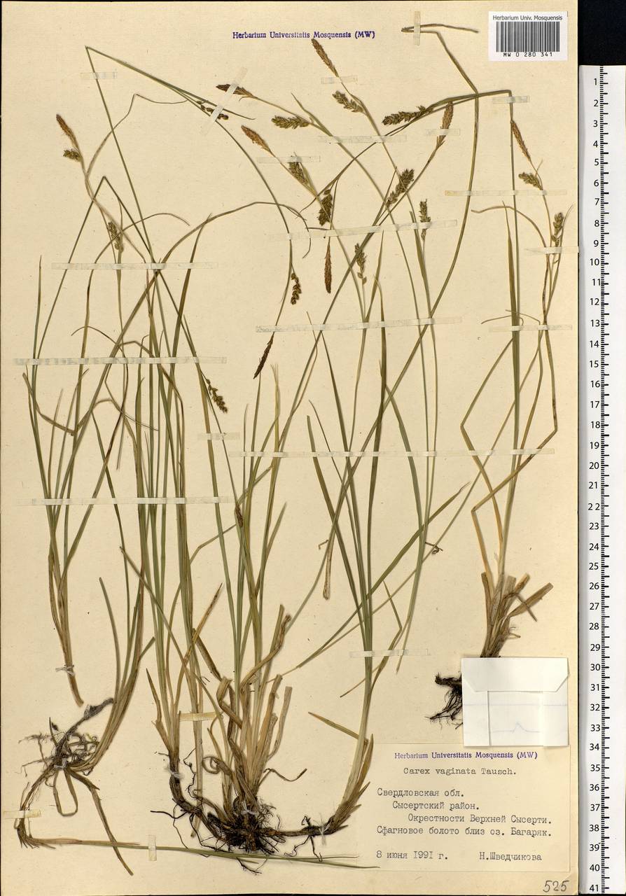 Carex vaginata Tausch, Eastern Europe, Eastern region (E10) (Russia)