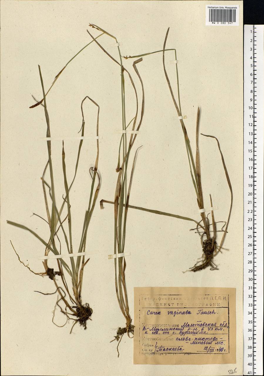 Carex vaginata Tausch, Eastern Europe, Eastern region (E10) (Russia)