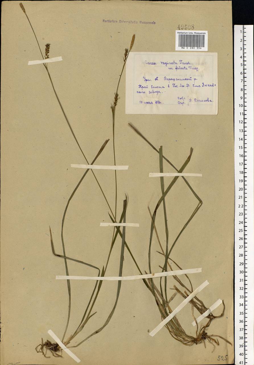 Carex vaginata Tausch, Eastern Europe, Eastern region (E10) (Russia)