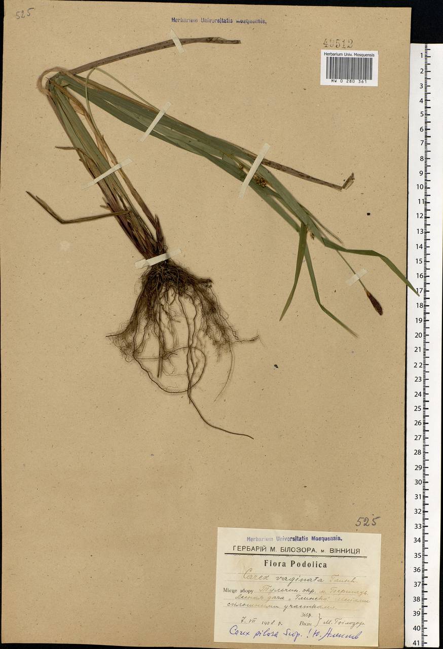 Carex pilosa Scop., Eastern Europe, South Ukrainian region (E12) (Ukraine)