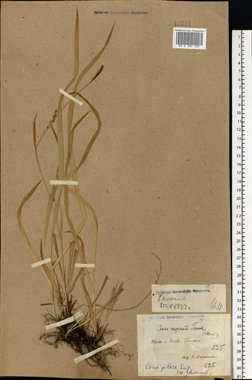 Carex pilosa Scop., Eastern Europe, North Ukrainian region (E11) (Ukraine)