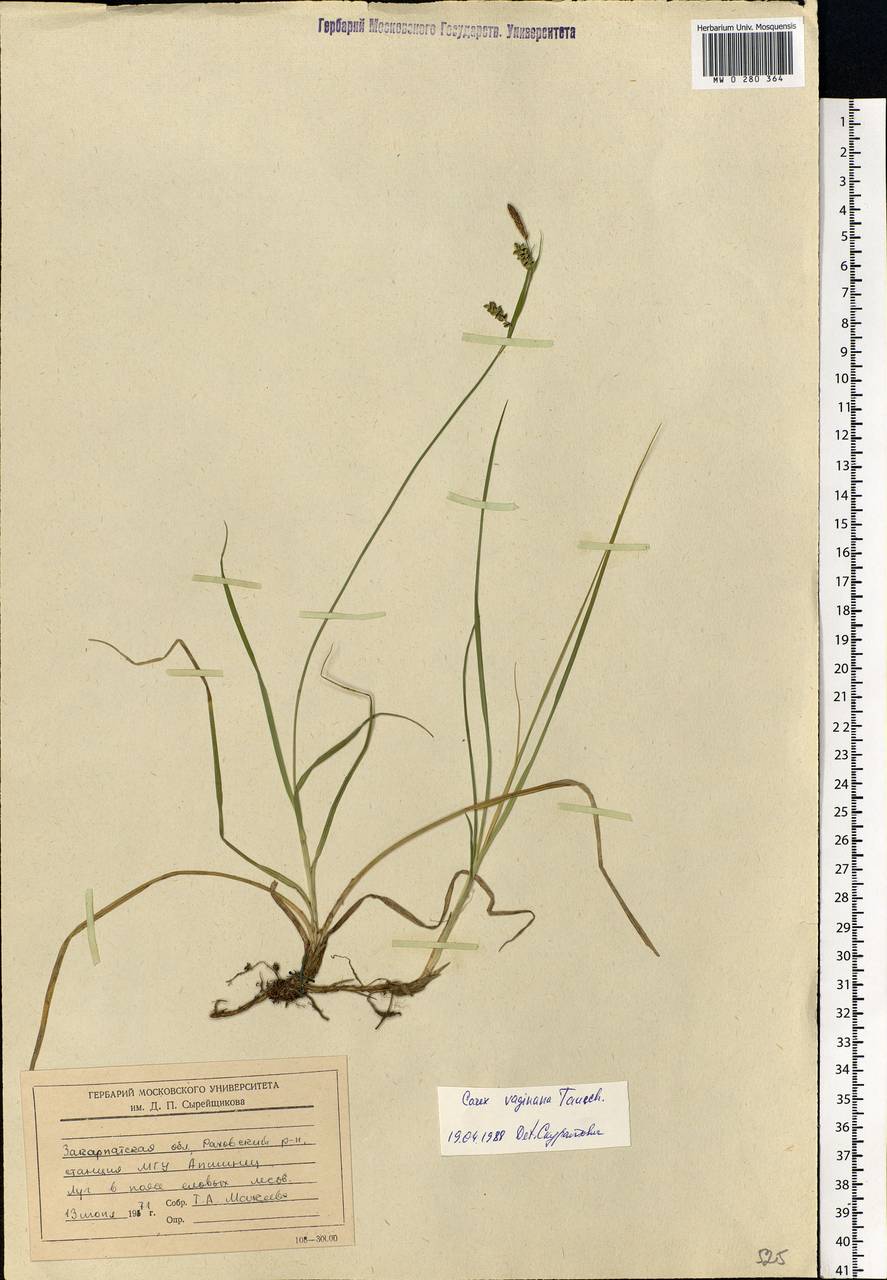 Carex vaginata Tausch, Eastern Europe, West Ukrainian region (E13) (Ukraine)