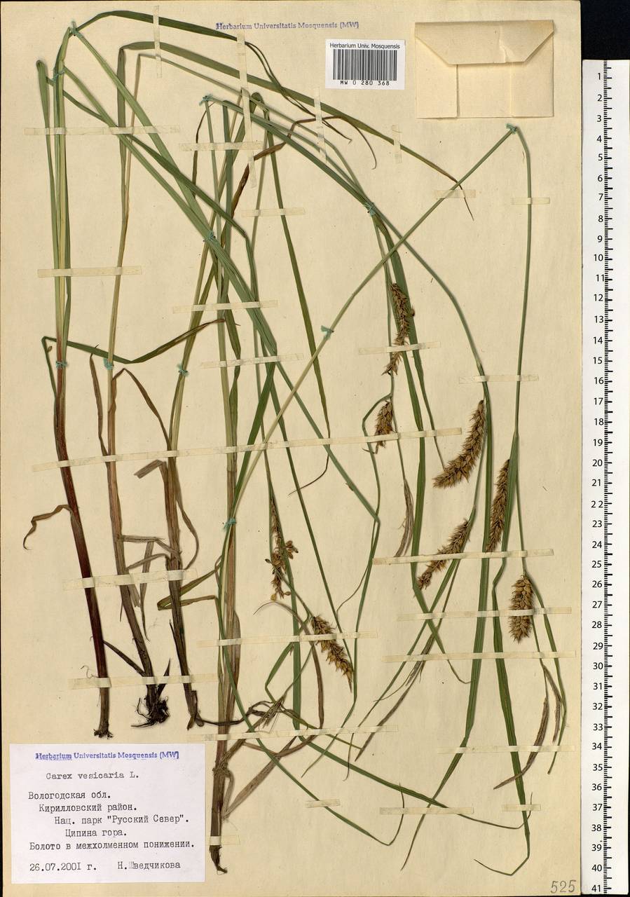 Carex vesicaria L., Eastern Europe, Northern region (E1) (Russia)