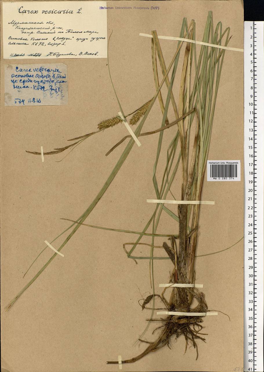 Carex vesicaria L., Eastern Europe, Northern region (E1) (Russia)