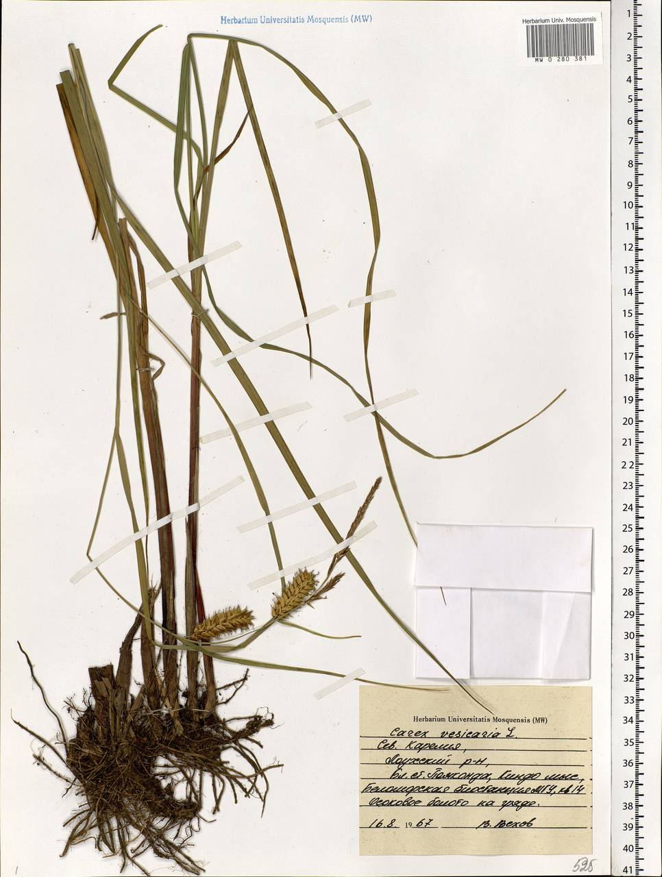 Carex vesicaria L., Eastern Europe, Northern region (E1) (Russia)