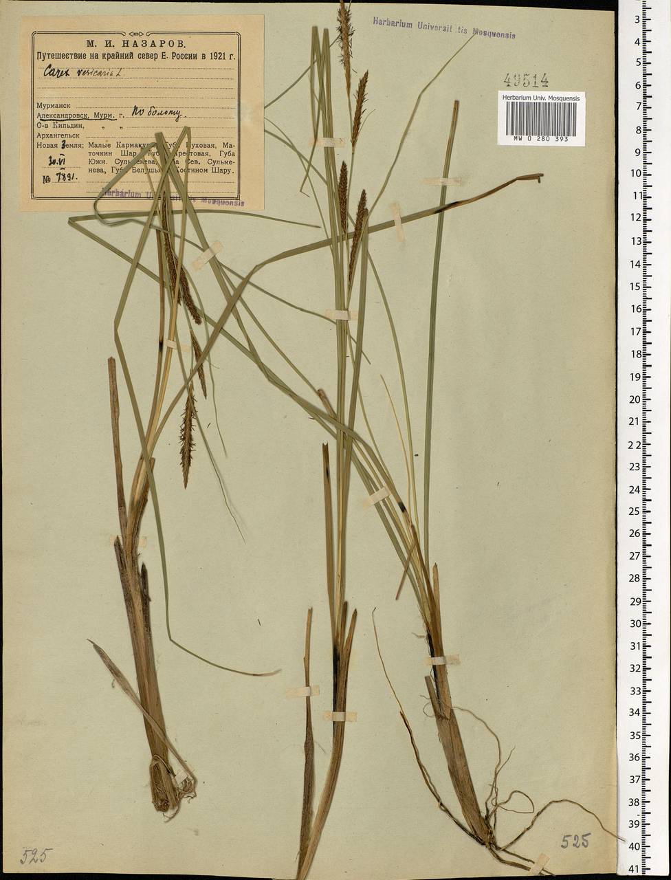 Carex vesicaria L., Eastern Europe, Northern region (E1) (Russia)