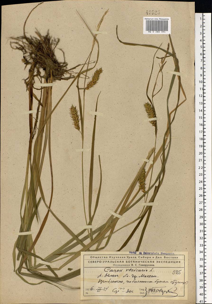 Carex vesicaria L., Eastern Europe, Northern region (E1) (Russia)