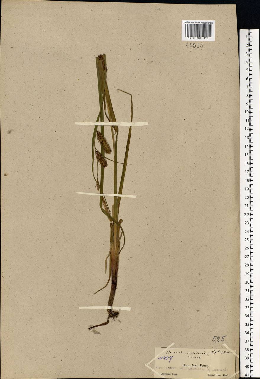 Carex vesicaria L., Eastern Europe, Northern region (E1) (Russia)