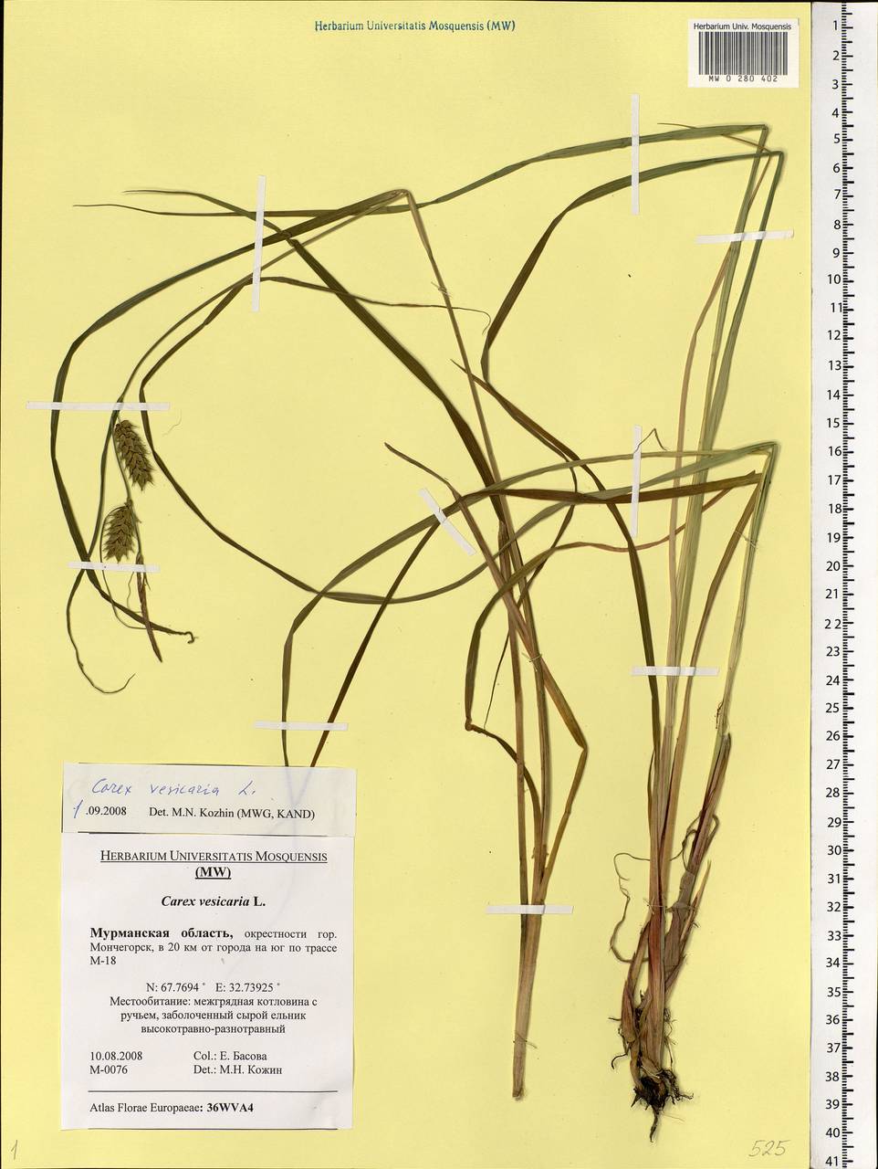 Carex vesicaria L., Eastern Europe, Northern region (E1) (Russia)