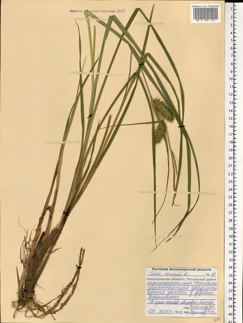 Carex vesicaria L., Eastern Europe, Northern region (E1) (Russia)