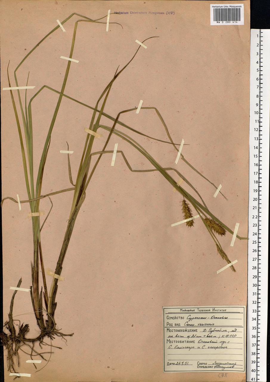 Carex vesicaria L., Eastern Europe, Northern region (E1) (Russia)