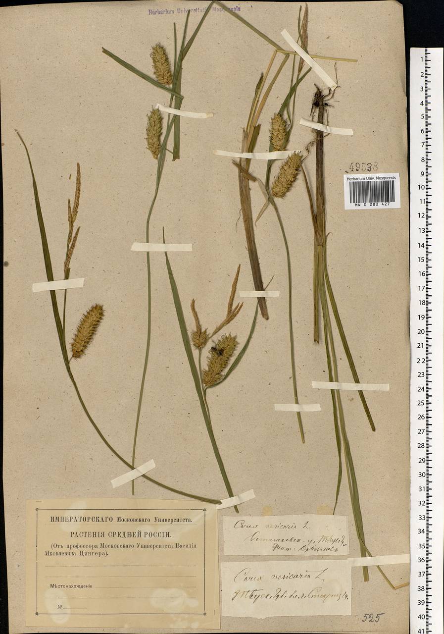 Carex vesicaria L., Eastern Europe, North-Western region (E2) (Russia)