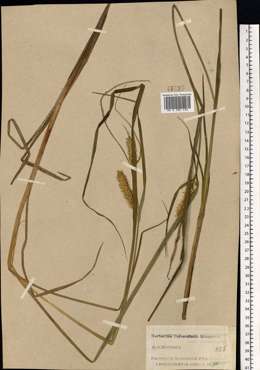 Carex vesicaria L., Eastern Europe, North-Western region (E2) (Russia)