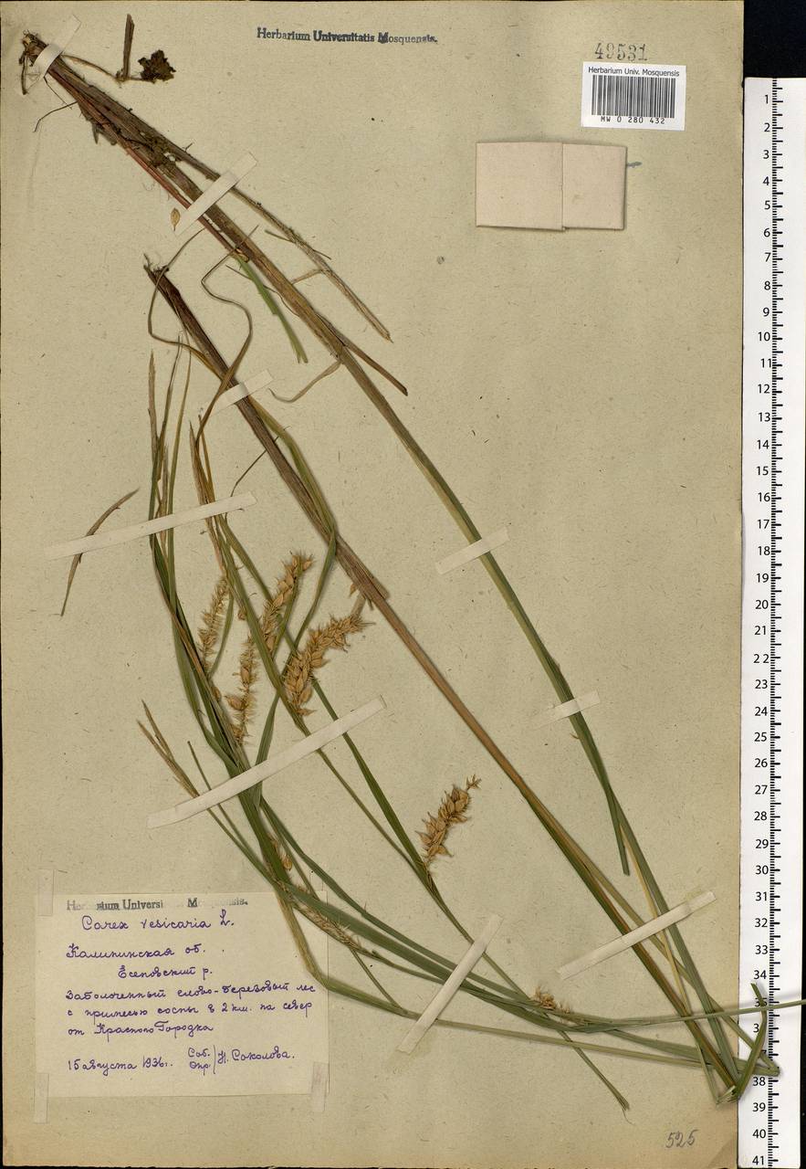 Carex vesicaria L., Eastern Europe, North-Western region (E2) (Russia)
