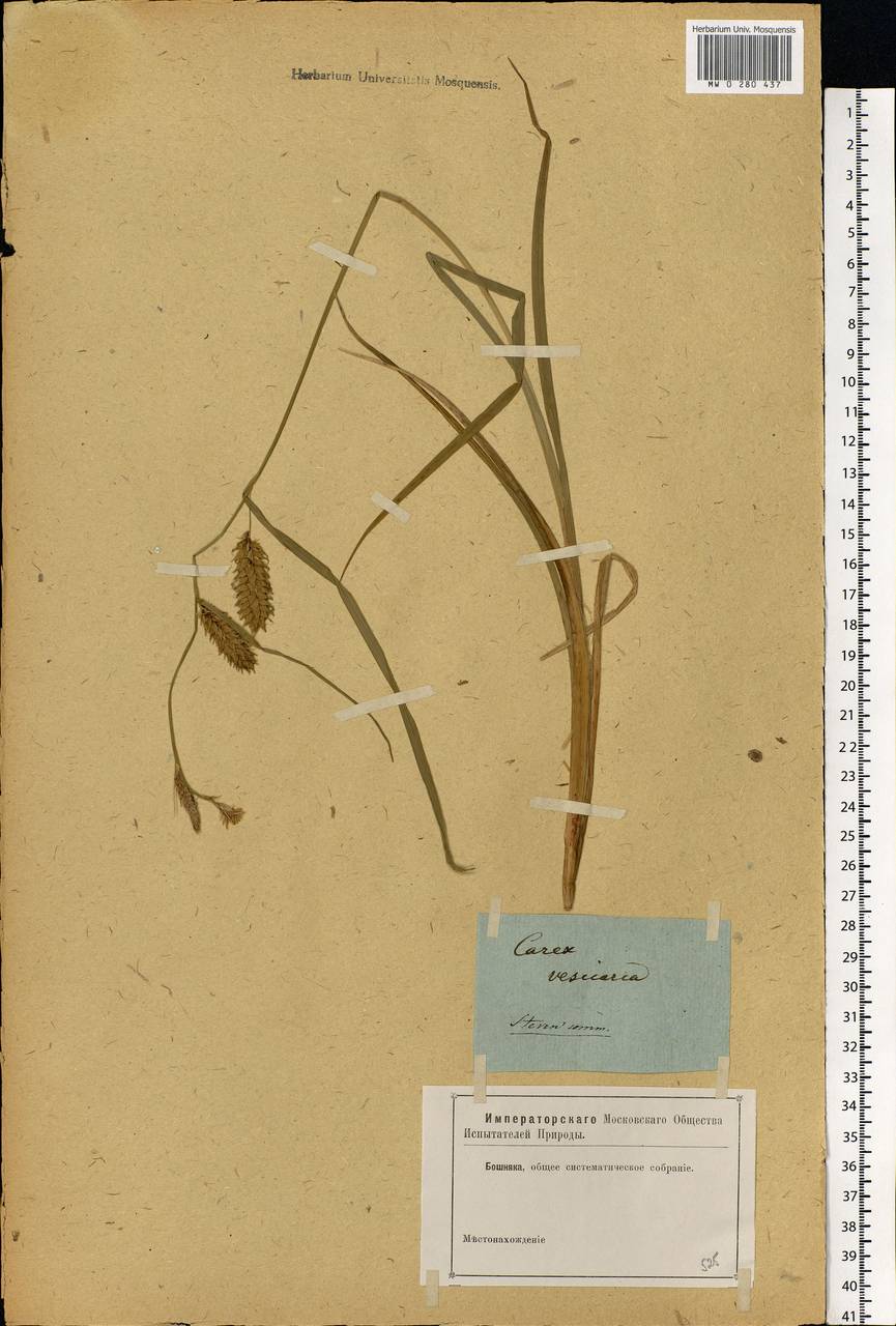 Carex vesicaria L., Eastern Europe, North-Western region (E2) (Russia)