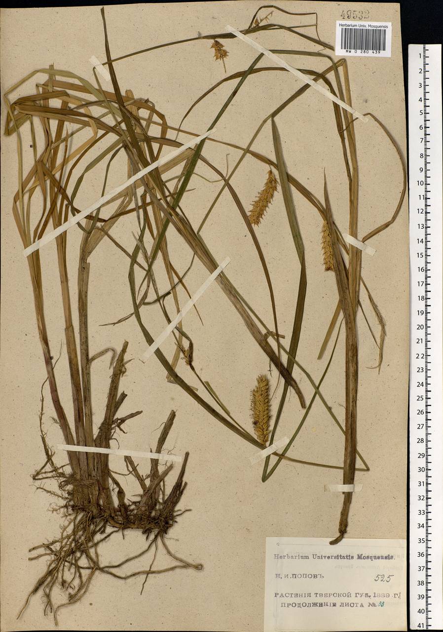 Carex vesicaria L., Eastern Europe, North-Western region (E2) (Russia)