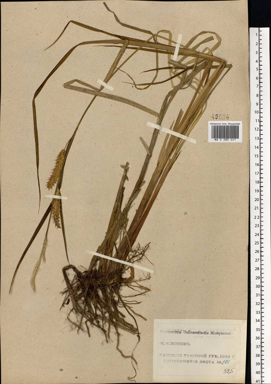 Carex vesicaria L., Eastern Europe, North-Western region (E2) (Russia)