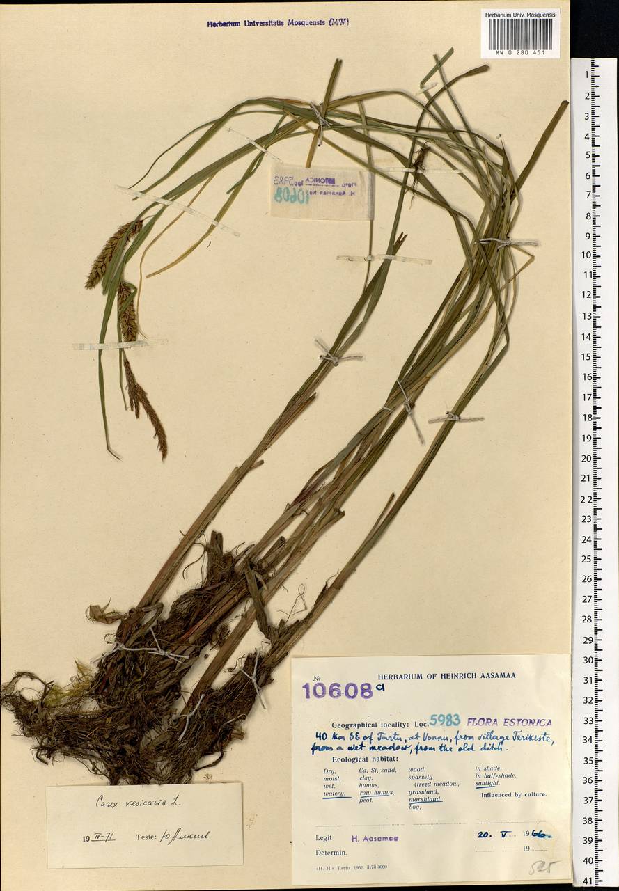 Carex vesicaria L., Eastern Europe, Estonia (E2c) (Estonia)