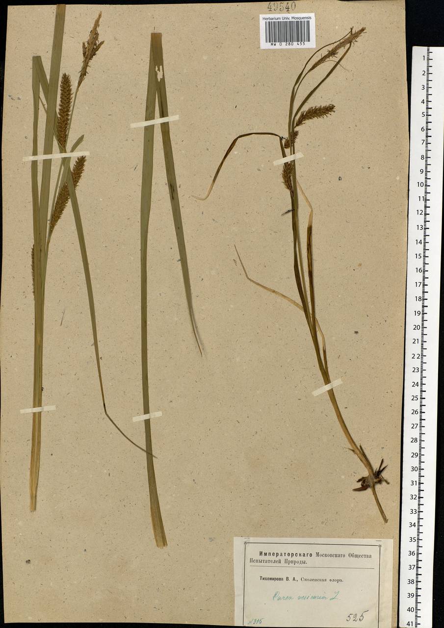 Carex vesicaria L., Eastern Europe, Western region (E3) (Russia)