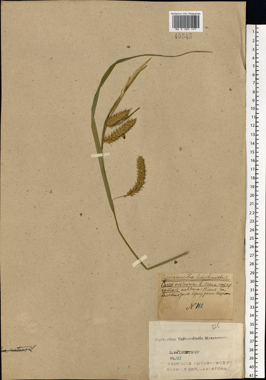 Carex vesicaria L., Eastern Europe, Western region (E3) (Russia)