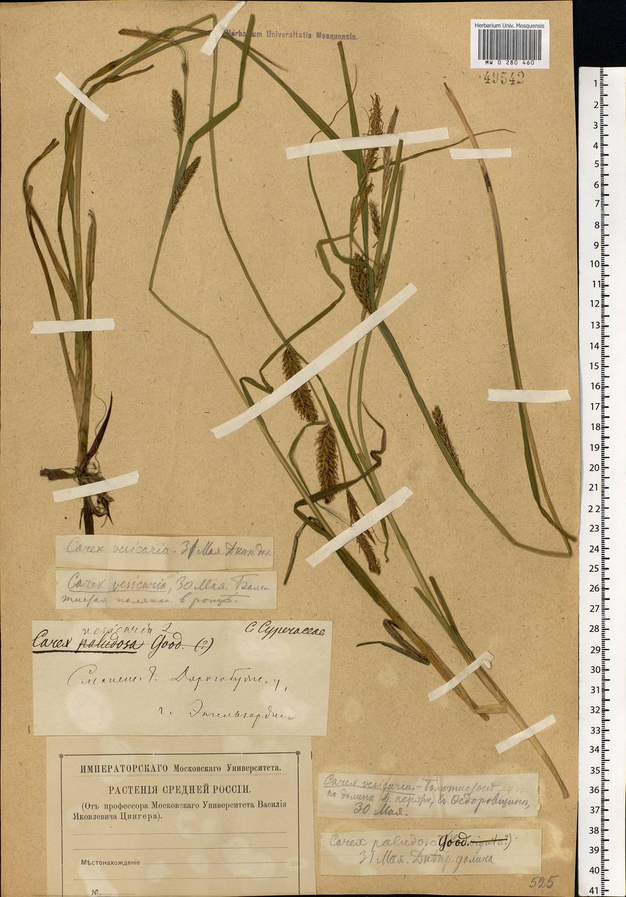 Carex vesicaria L., Eastern Europe, Western region (E3) (Russia)