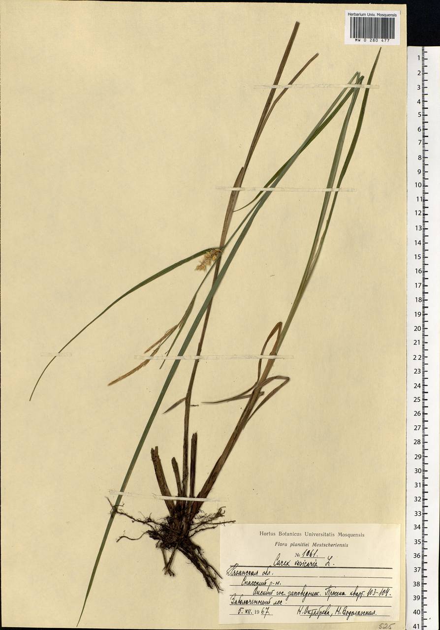 Carex vesicaria L., Eastern Europe, Central region (E4) (Russia)