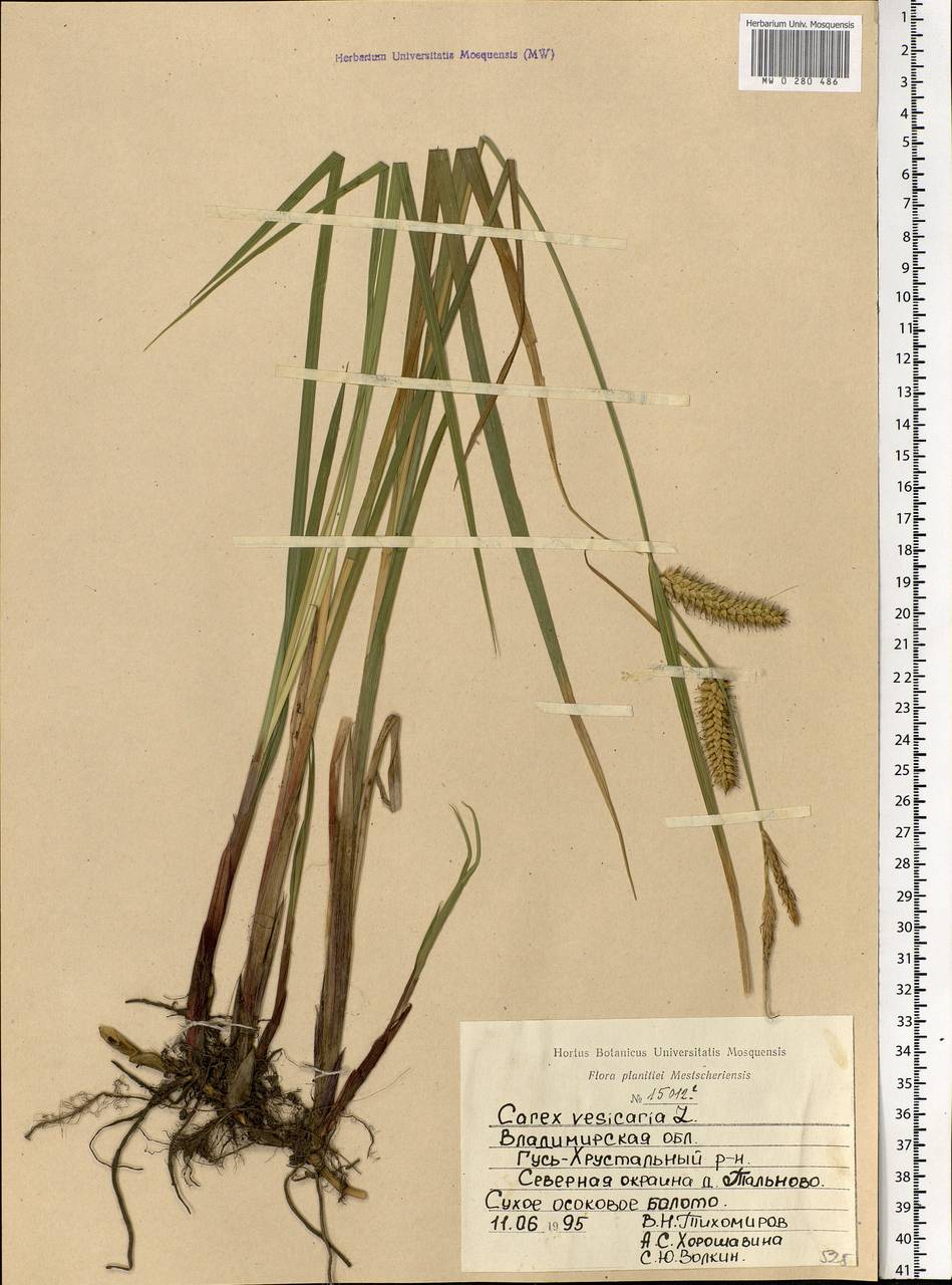 Carex vesicaria L., Eastern Europe, Central region (E4) (Russia)