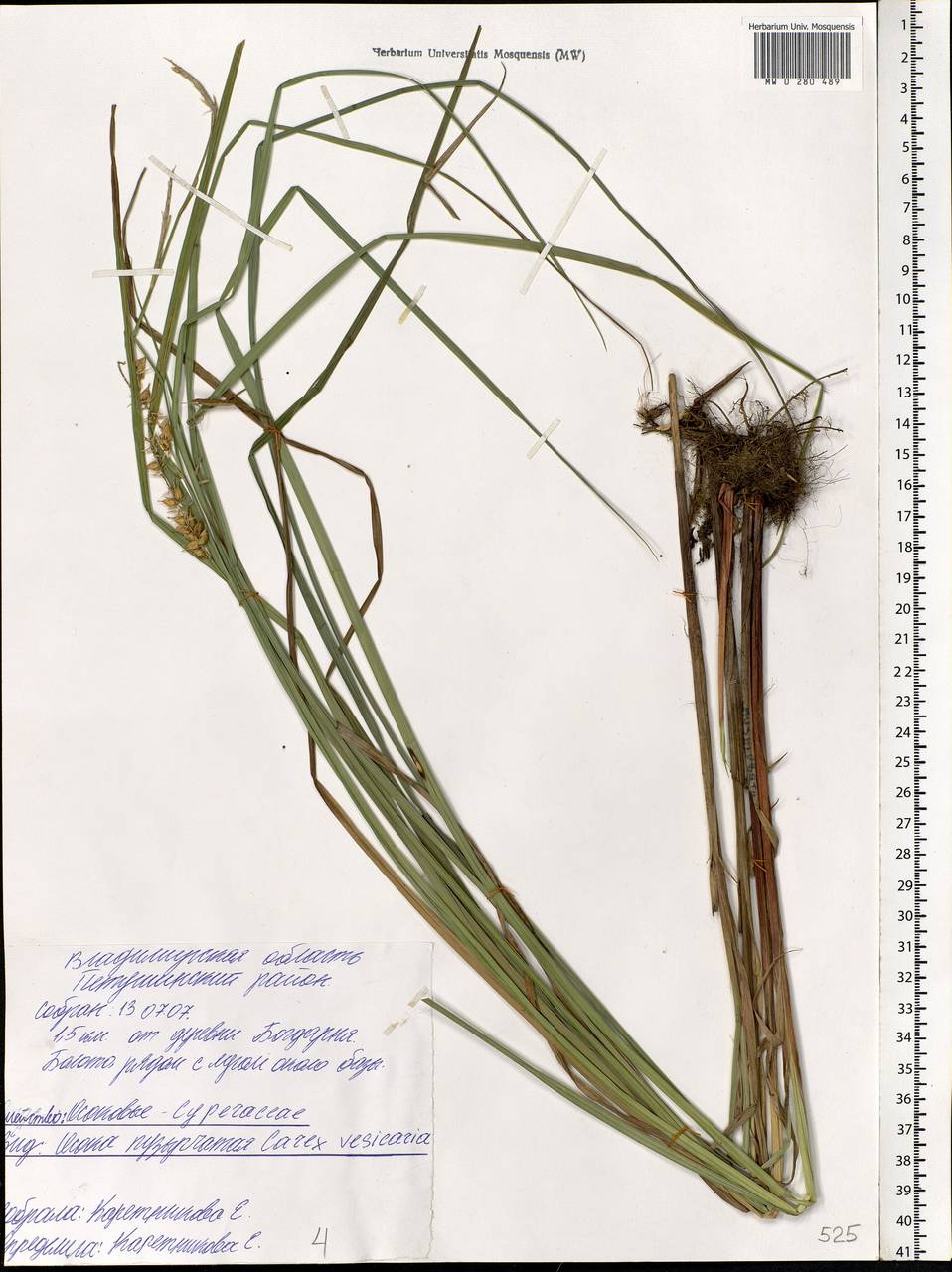 Carex vesicaria L., Eastern Europe, Central region (E4) (Russia)