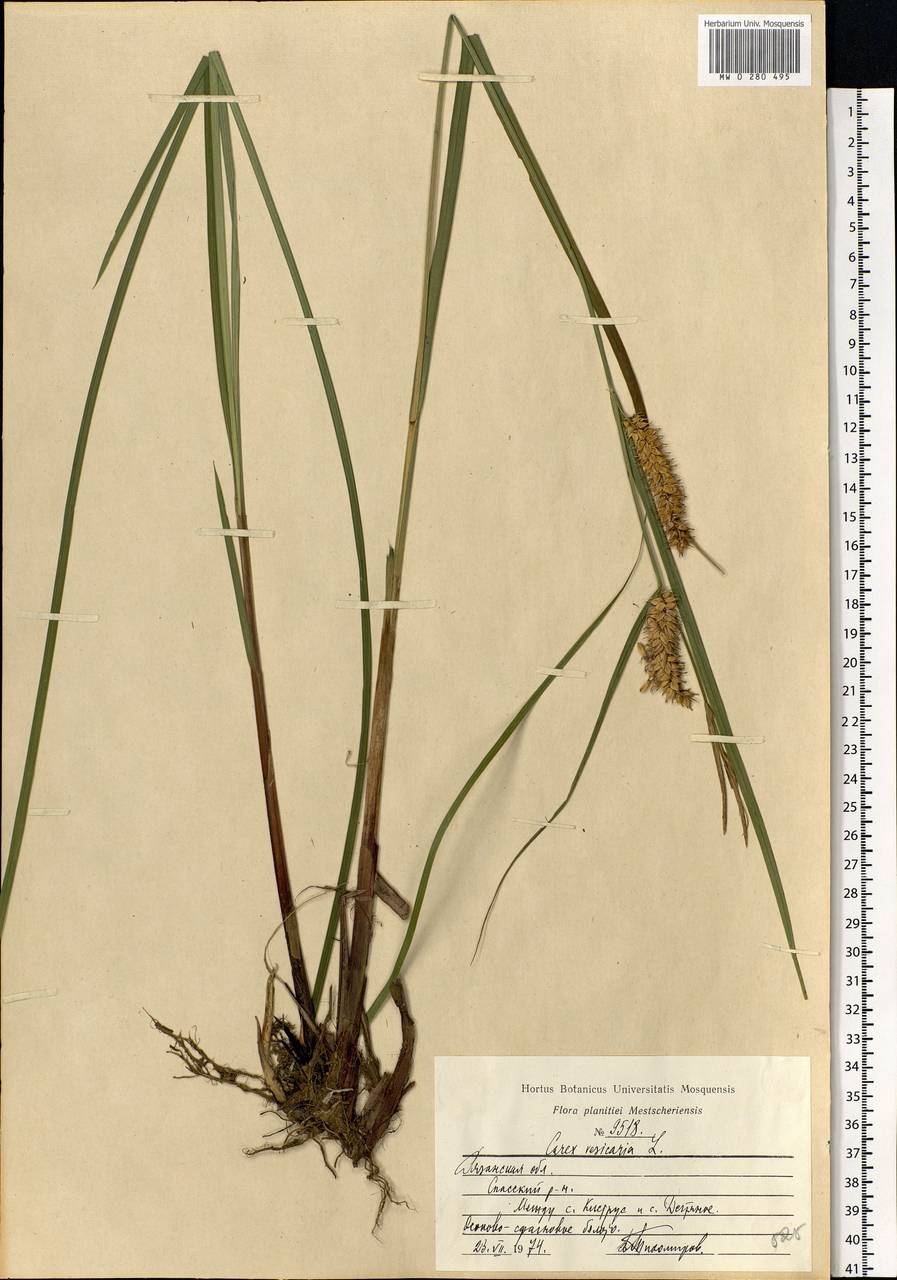 Carex vesicaria L., Eastern Europe, Central region (E4) (Russia)