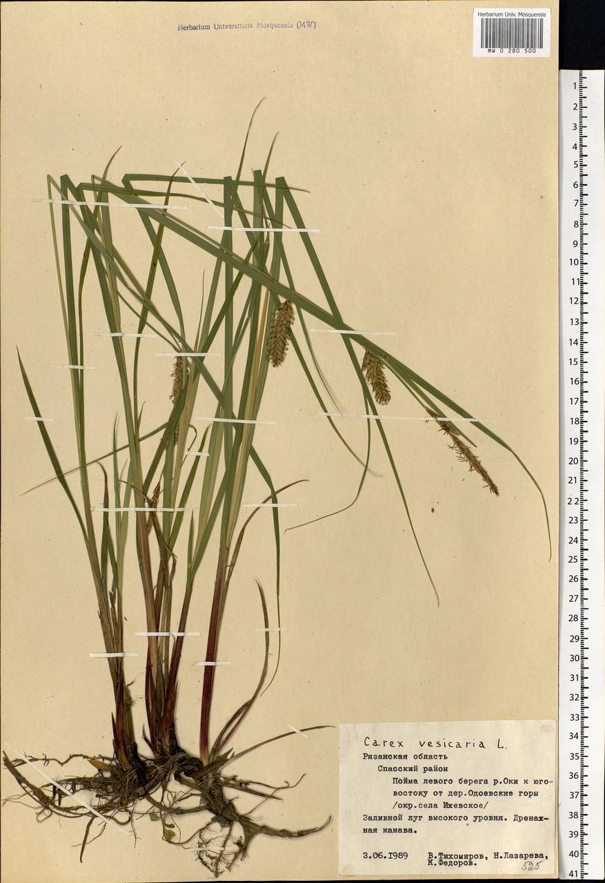 Carex vesicaria L., Eastern Europe, Central region (E4) (Russia)