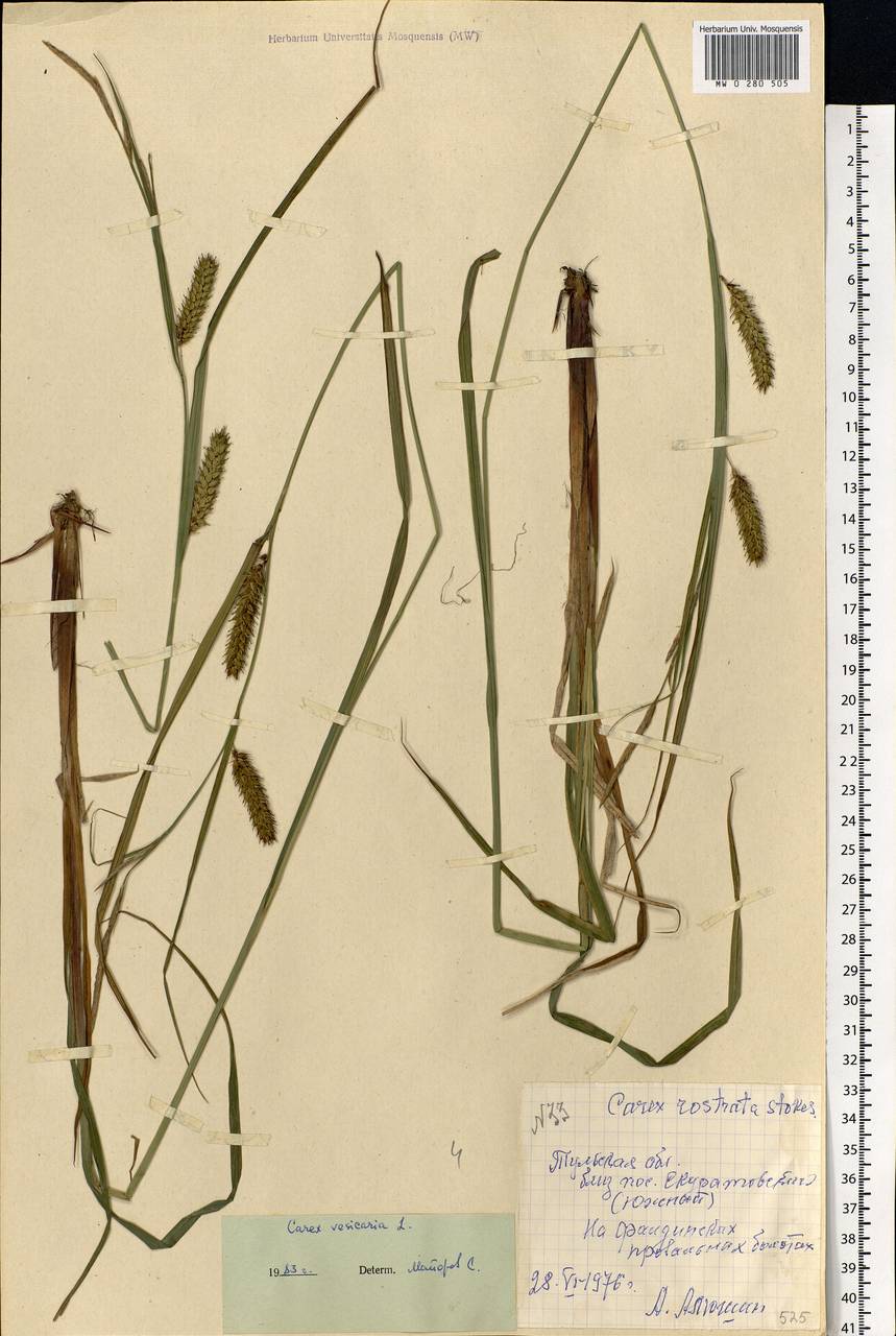 Carex vesicaria L., Eastern Europe, Central region (E4) (Russia)