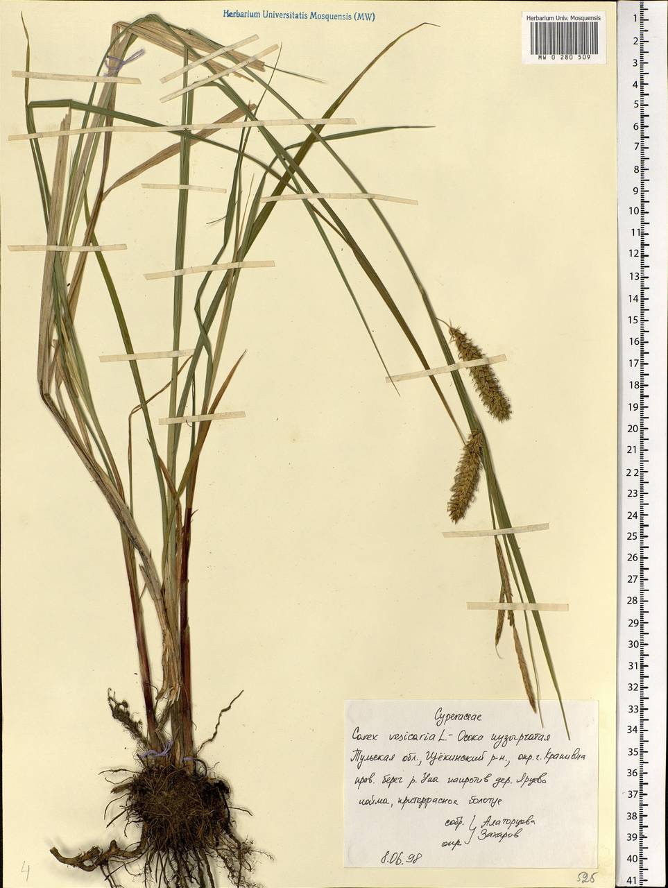 Carex vesicaria L., Eastern Europe, Central region (E4) (Russia)