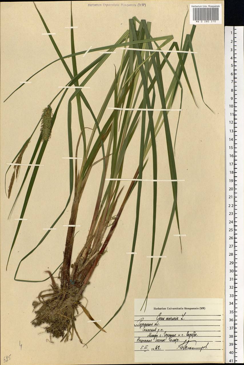 Carex vesicaria L., Eastern Europe, Central region (E4) (Russia)