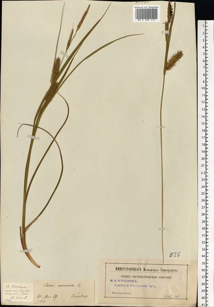 Carex vesicaria L., Eastern Europe, Central region (E4) (Russia)