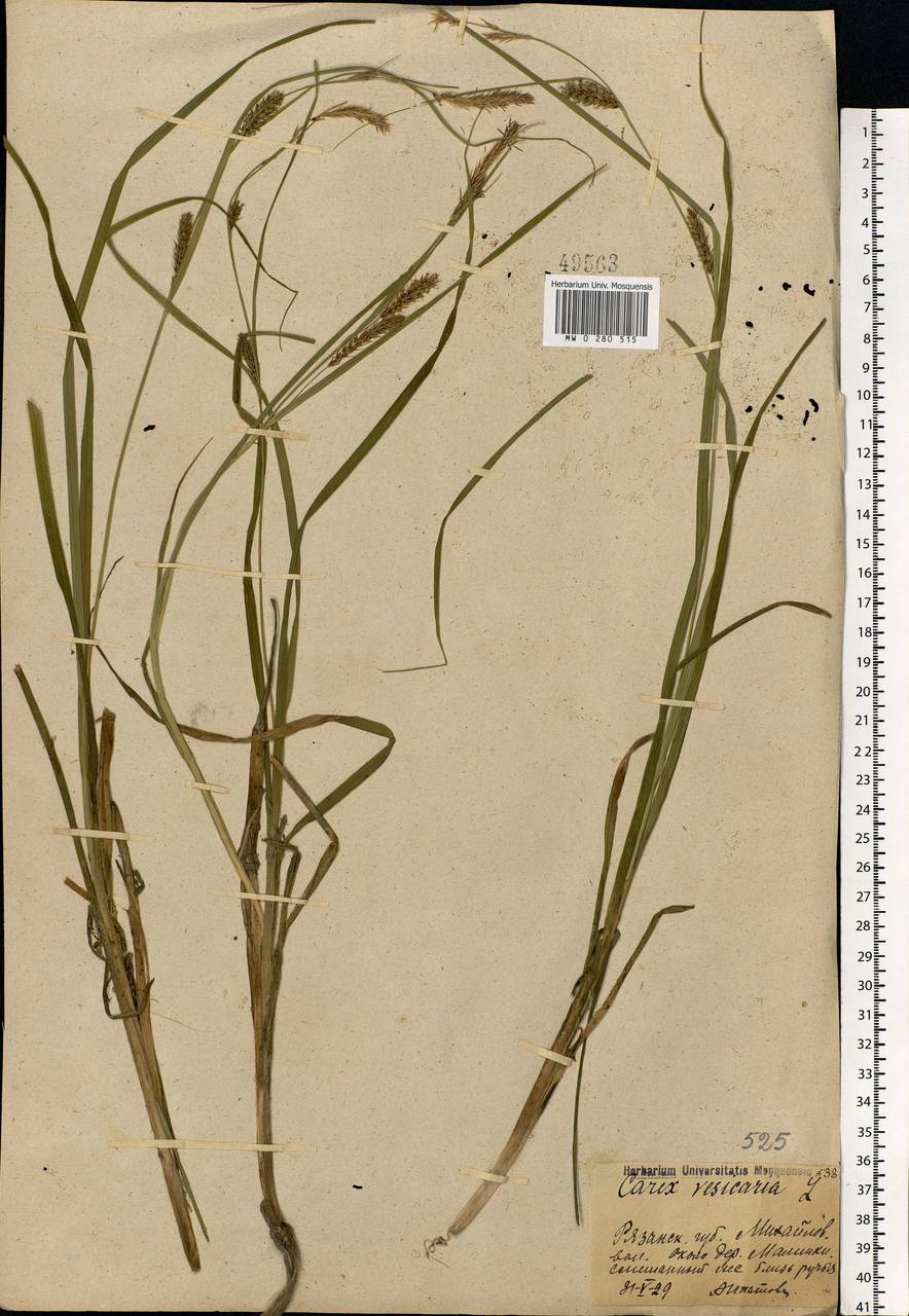 Carex vesicaria L., Eastern Europe, Central region (E4) (Russia)