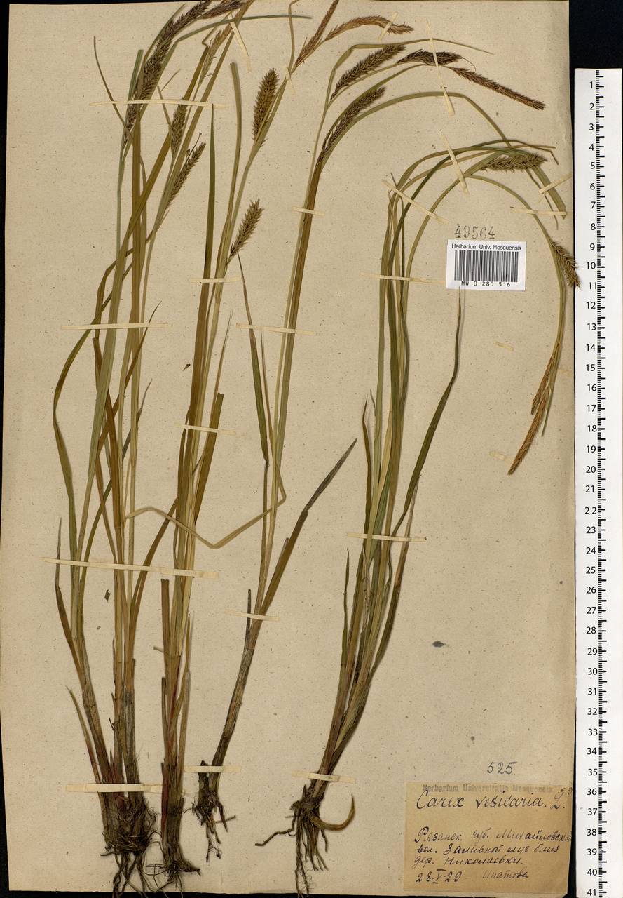 Carex vesicaria L., Eastern Europe, Central region (E4) (Russia)