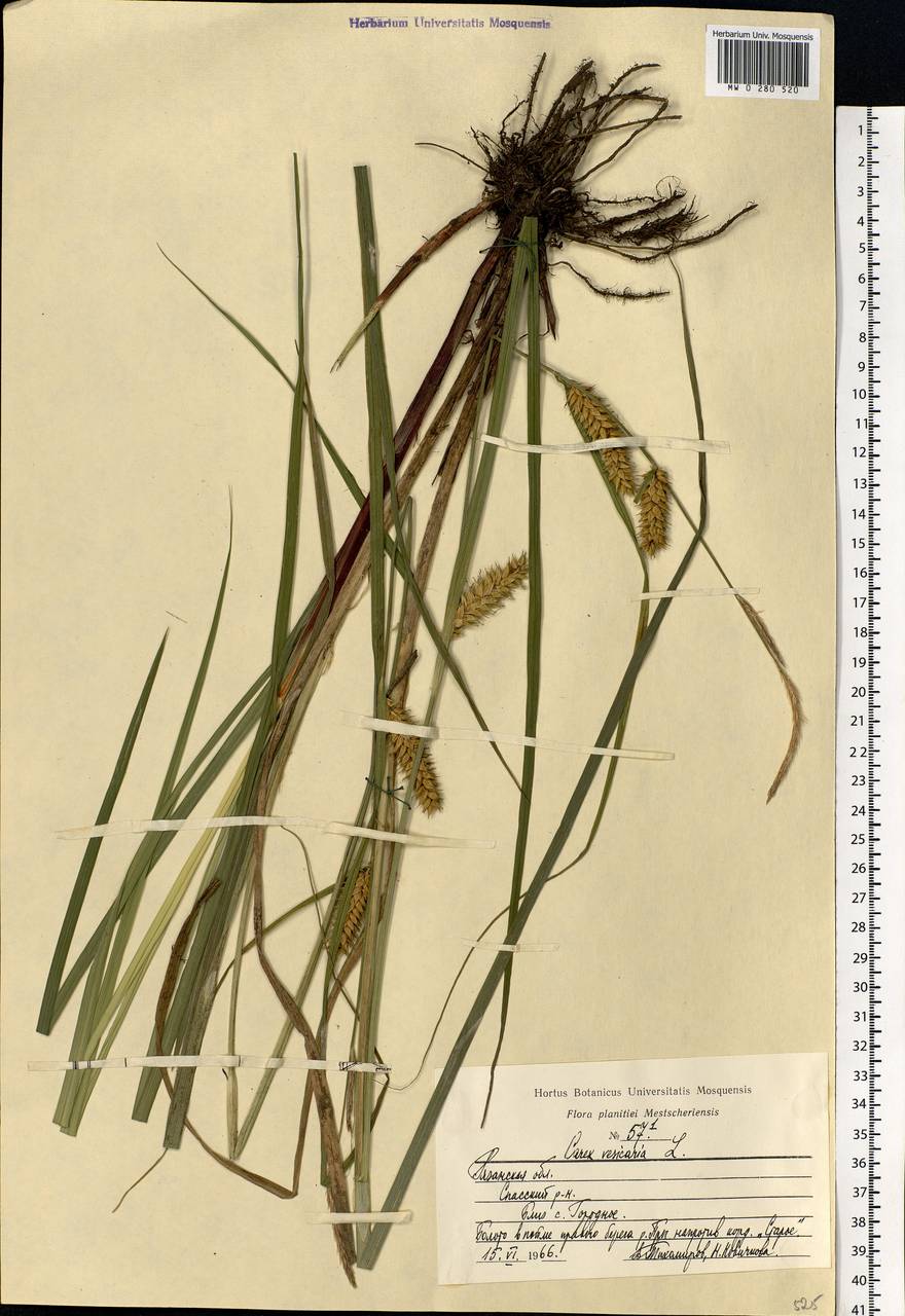 Carex vesicaria L., Eastern Europe, Central region (E4) (Russia)