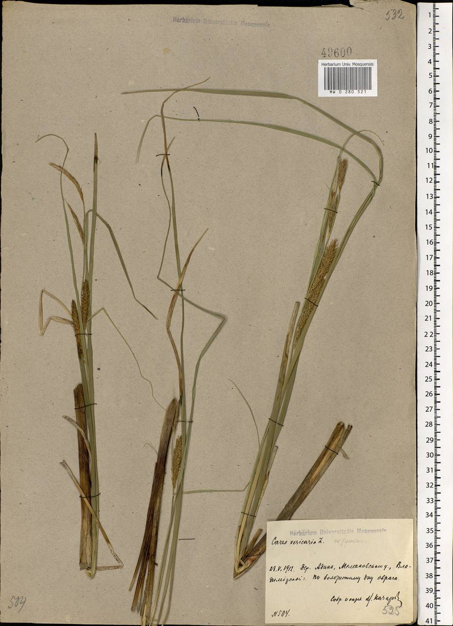 Carex vesicaria L., Eastern Europe, Central region (E4) (Russia)