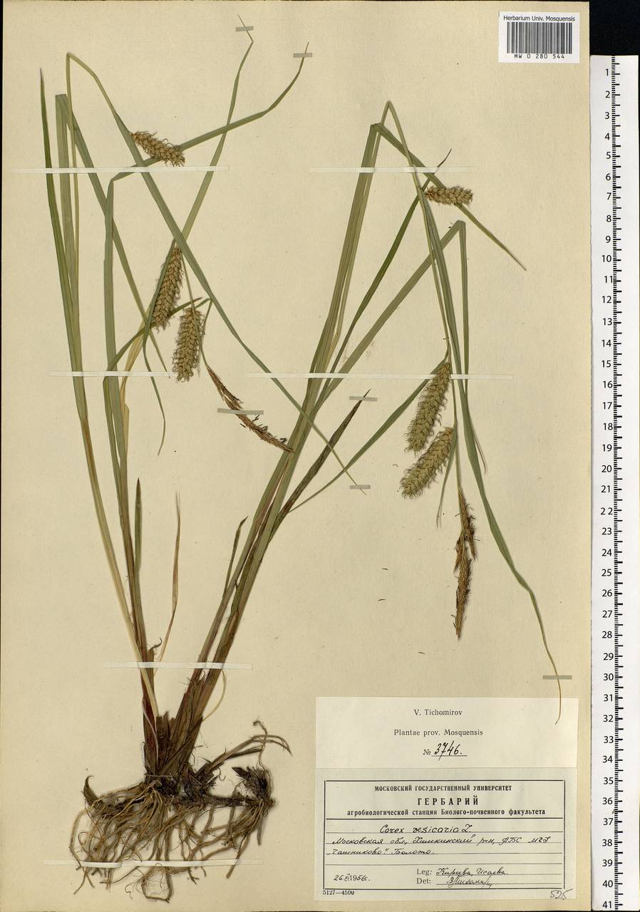 Carex vesicaria L., Eastern Europe, Moscow region (E4a) (Russia)