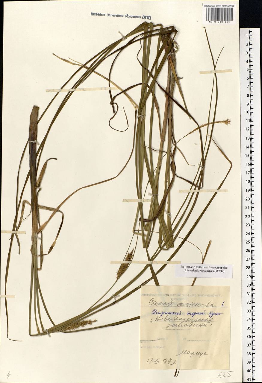 Carex vesicaria L., Eastern Europe, Moscow region (E4a) (Russia)