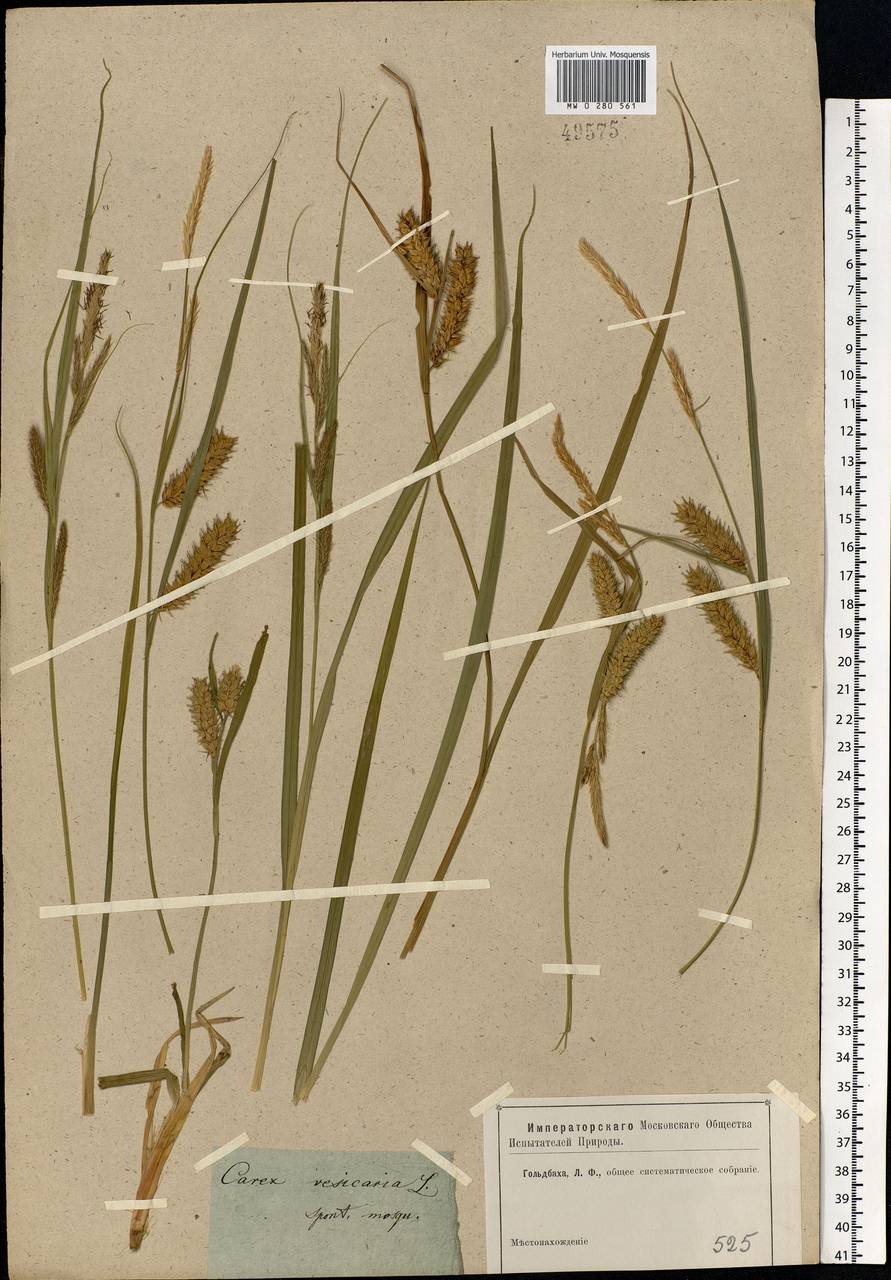 Carex vesicaria L., Eastern Europe, Moscow region (E4a) (Russia)
