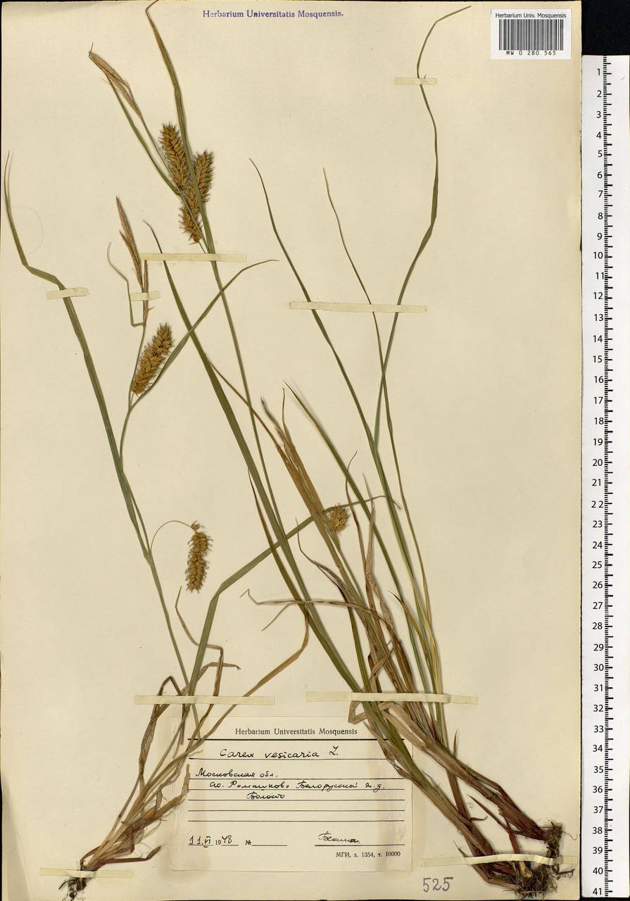 Carex vesicaria L., Eastern Europe, Moscow region (E4a) (Russia)