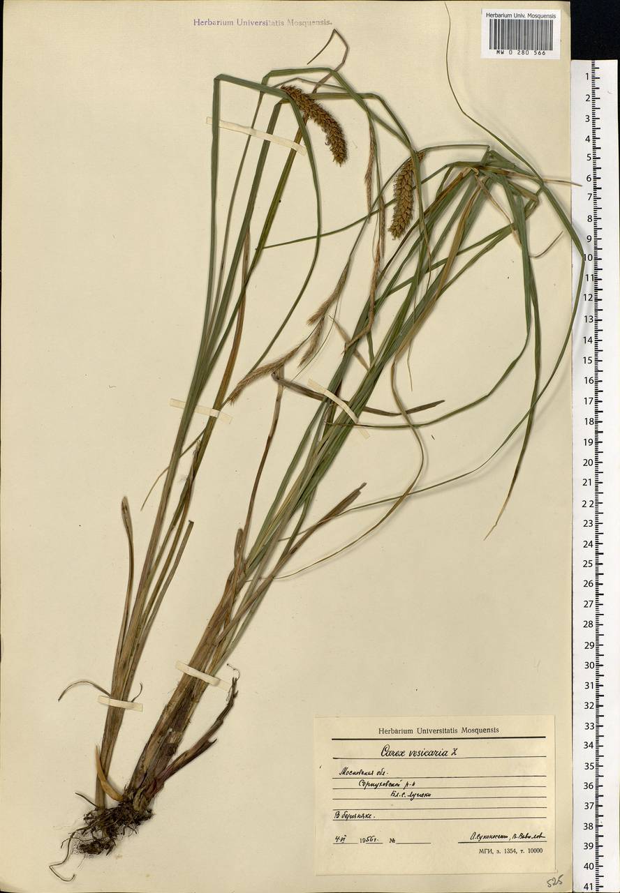 Carex vesicaria L., Eastern Europe, Moscow region (E4a) (Russia)