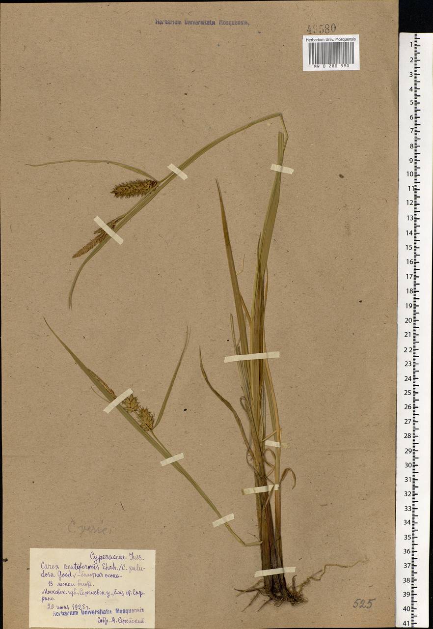 Carex vesicaria L., Eastern Europe, Moscow region (E4a) (Russia)